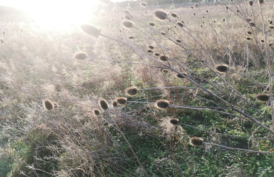 Réflexions sur la lumière – La lumière façonne l’espace et révèle les matières Tiges et herbes sèches éclairées par un soleil d’hiver – harmonie entre matière, texture et lumière.